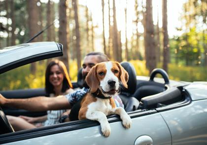 Víte, jak přepravovat v autě vaše mazlíčky? Víte, jak přepravovat v autě vaše mazlíčky?