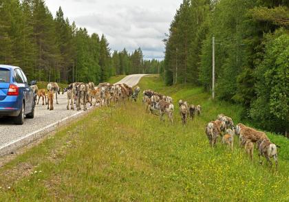 Nehody se zvěří Nehody se zvěří