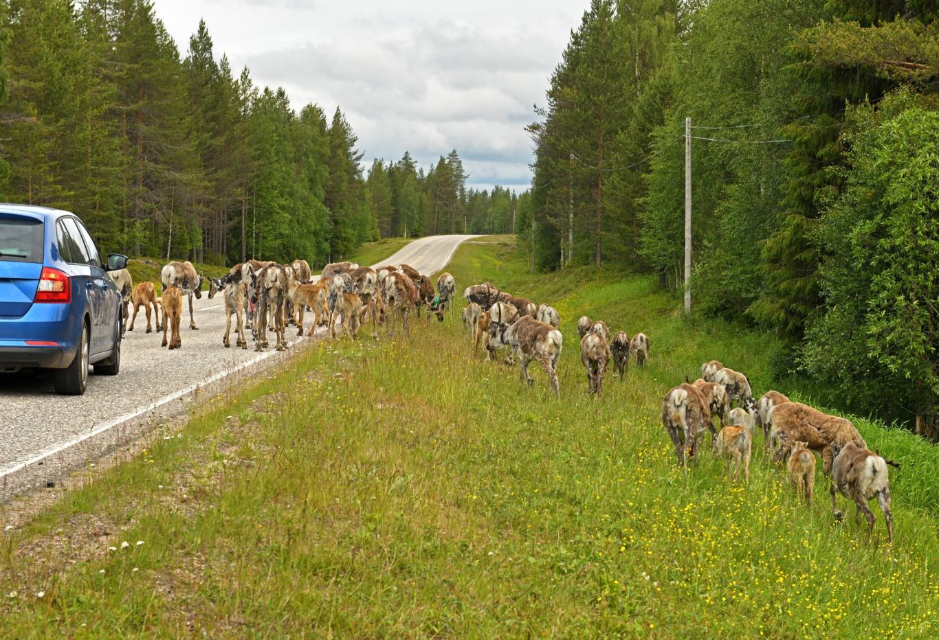 Nehoda se zvěří Nehoda se zvěří