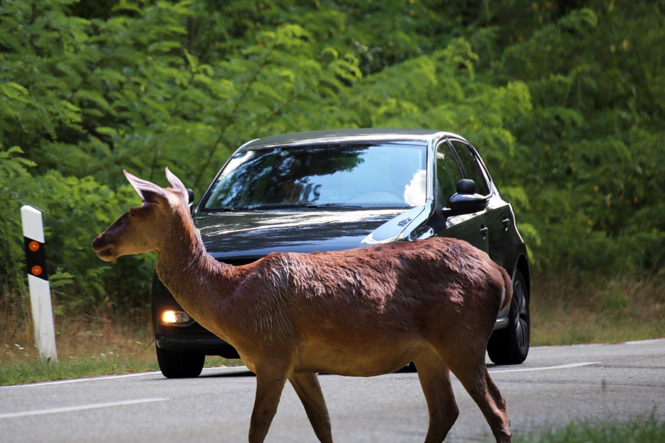 Nehoda se zvěří Nehoda se zvěří